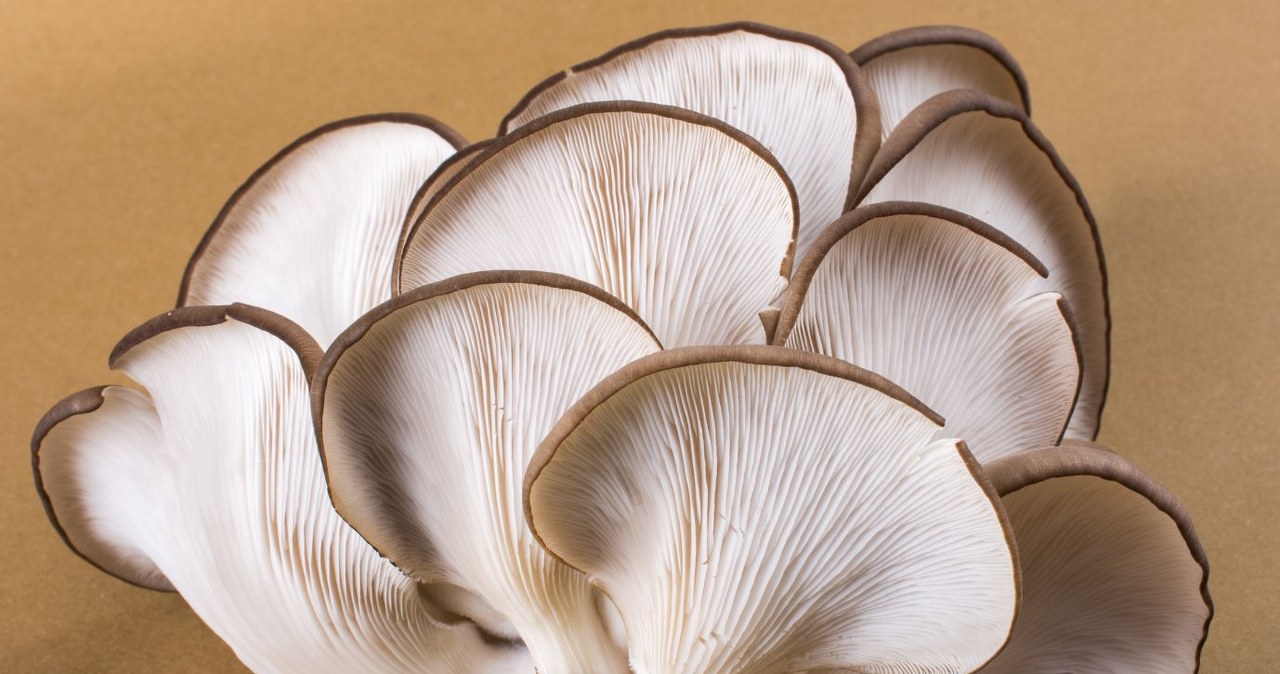 Oyster mushrooms are mushrooms that grow in layers on tree trunks. They look like a /berkay /Canva Pro fan