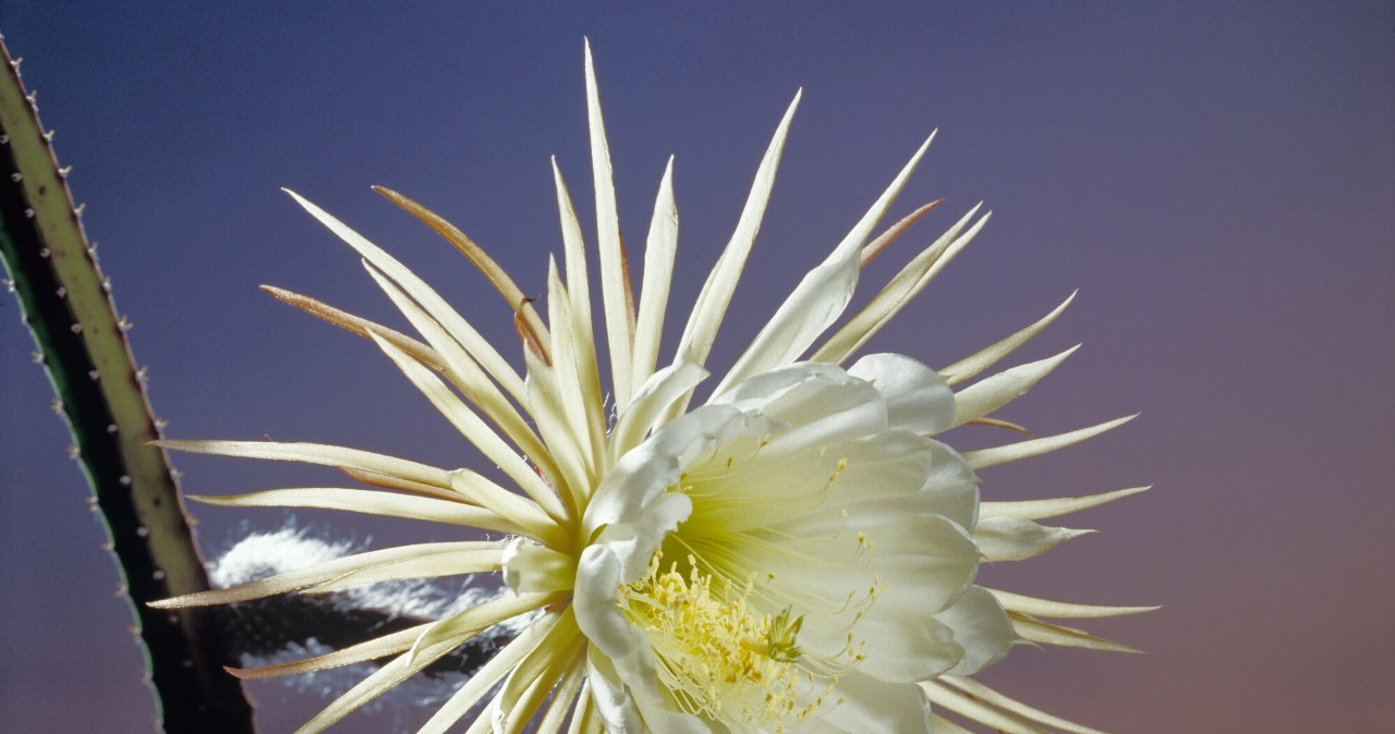 Selenicereus grandiflora delights with its huge, white flowers. The plant is known as the Queen of the Night. /Hermann Eisenbeiss/EAST NEWS /East News