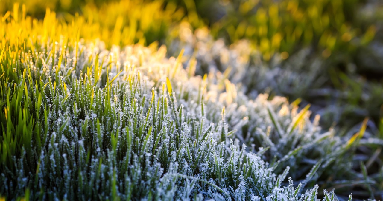 Not all plants tolerate low temperatures well /Pixel