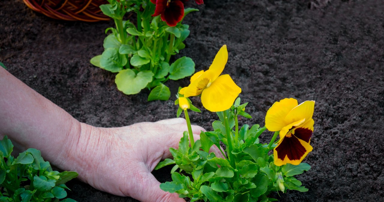 Do you want your pansies to bloom beautifully? Reach for this product from the kitchen
