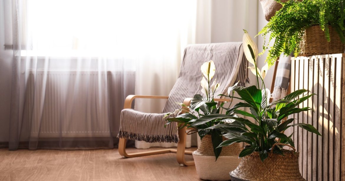 Instead of pouring it down the sink, pour it into a pot. The Spathiphyllum will thank you                 
