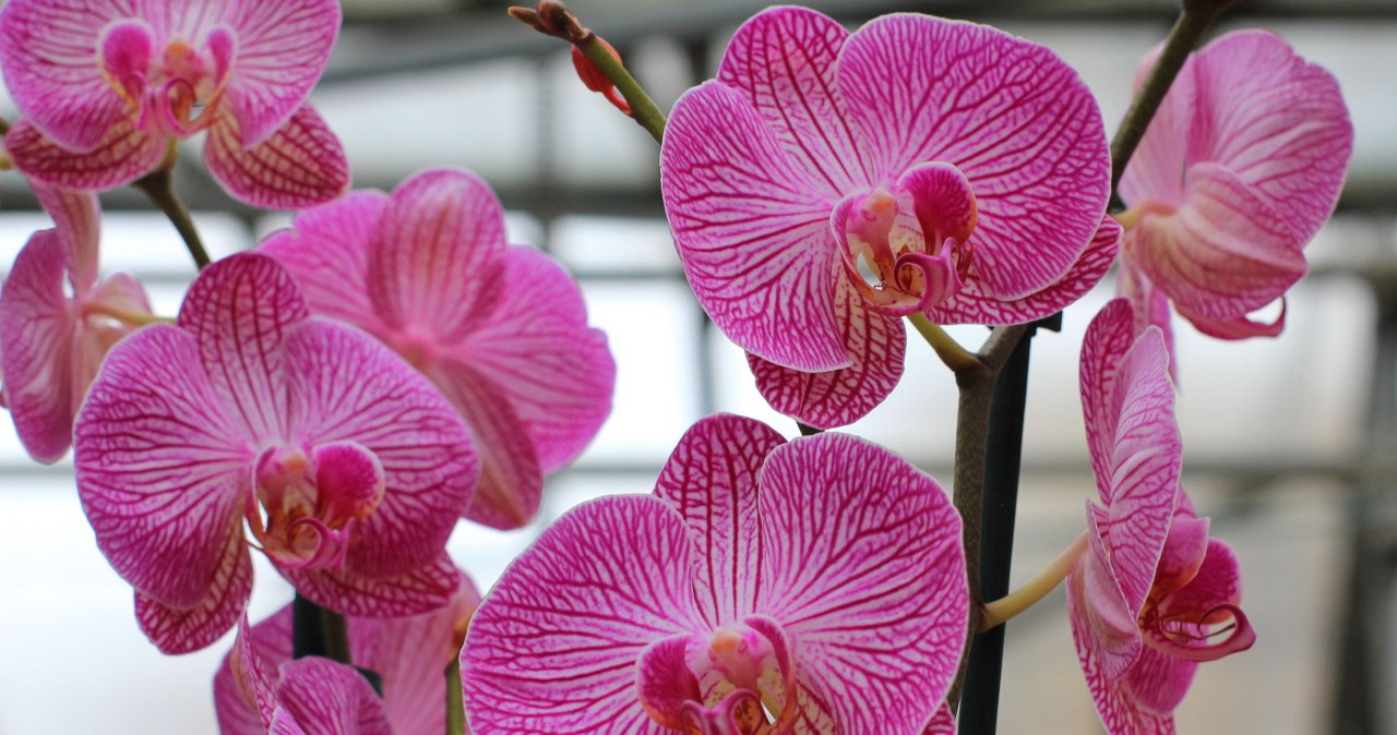 Start watering the orchid with this. It will be full of flowers