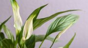 The Spathiphyllum hasn't bloomed for a long time? Do this and it will sprout a sea of ​​buds