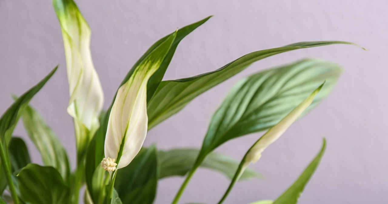 The Spathiphyllum hasn't bloomed for a long time? Do this and it will sprout a sea of ​​buds