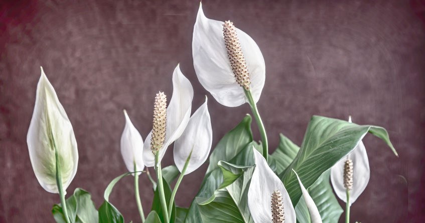 Treat this to the Spathiphyllum. He will reward you with lots of white flowers