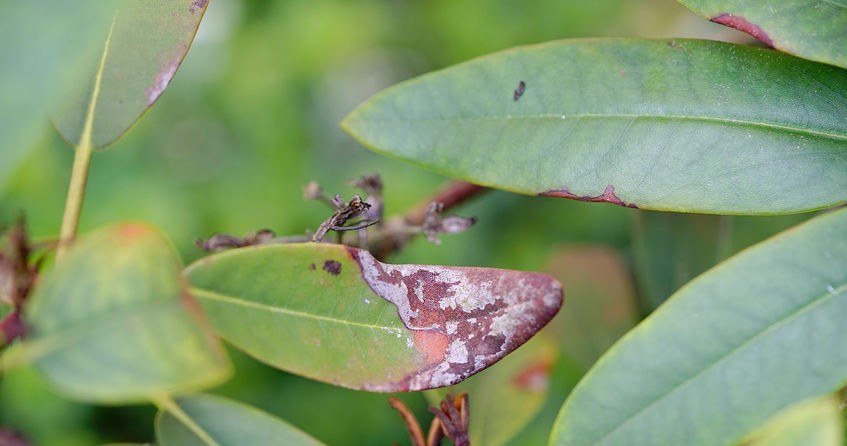 Rhododendron withers despite watering? Find out why this is happening