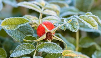 Dry it and keep it in your wallet. The money will come to you before Christmas