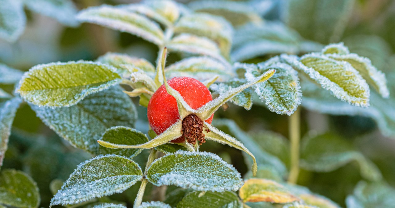 Dry it and keep it in your wallet. The money will come to you before Christmas