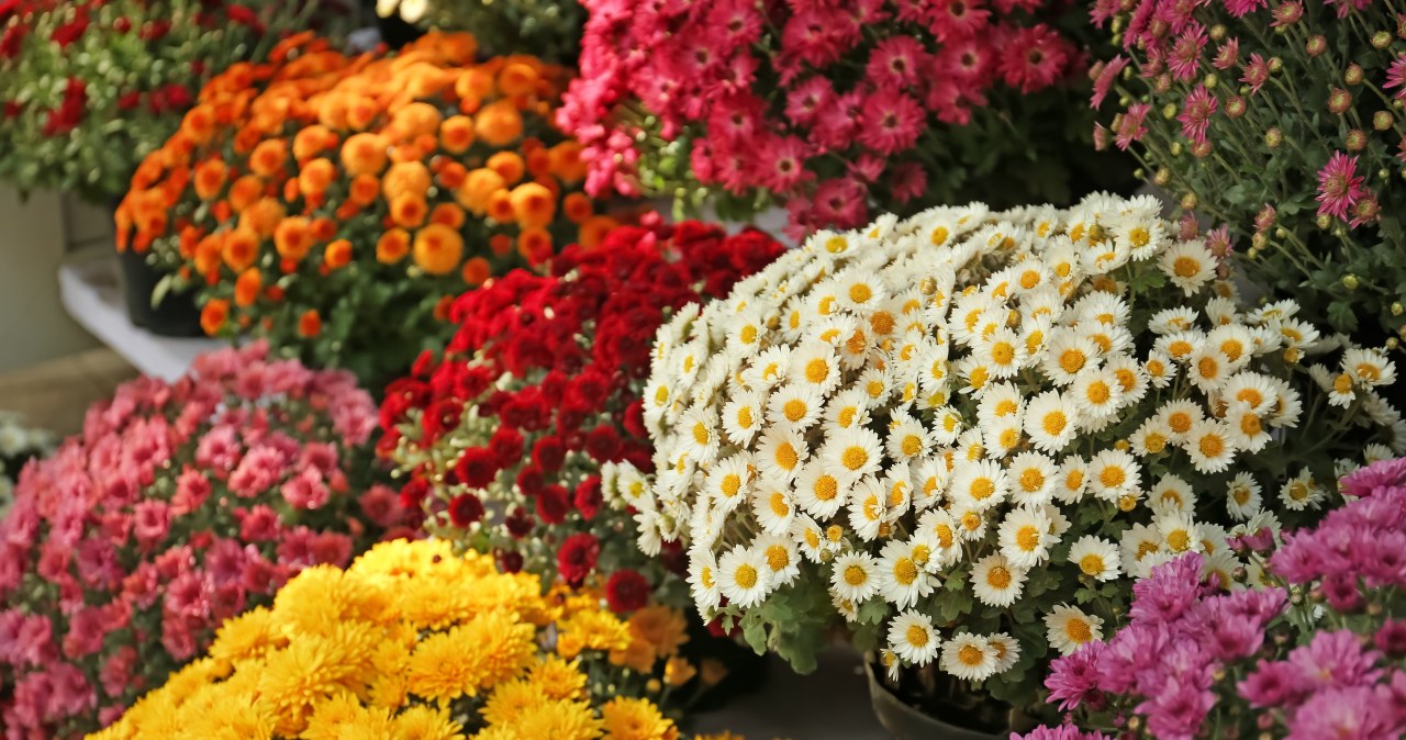 Don't throw away chrysanthemums after all the saints. This is how you give them a second life