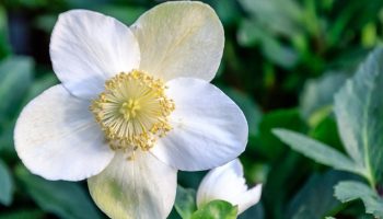 Forget about the December plant, this plant is even more beautiful. It blooms all winter