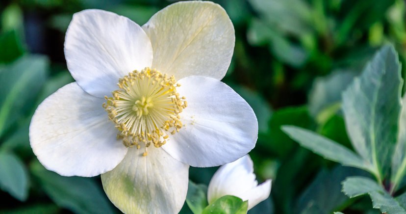 Forget about the December plant, this plant is even more beautiful. It blooms all winter