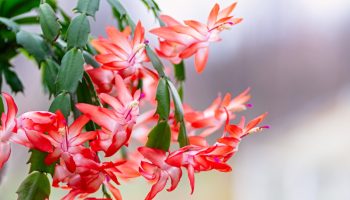 This is why the December tree does not bloom. The florist reveals the most common mistakes