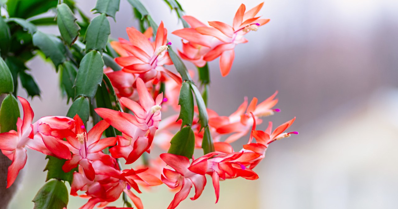 This is why the December tree does not bloom. The florist reveals the most common mistakes