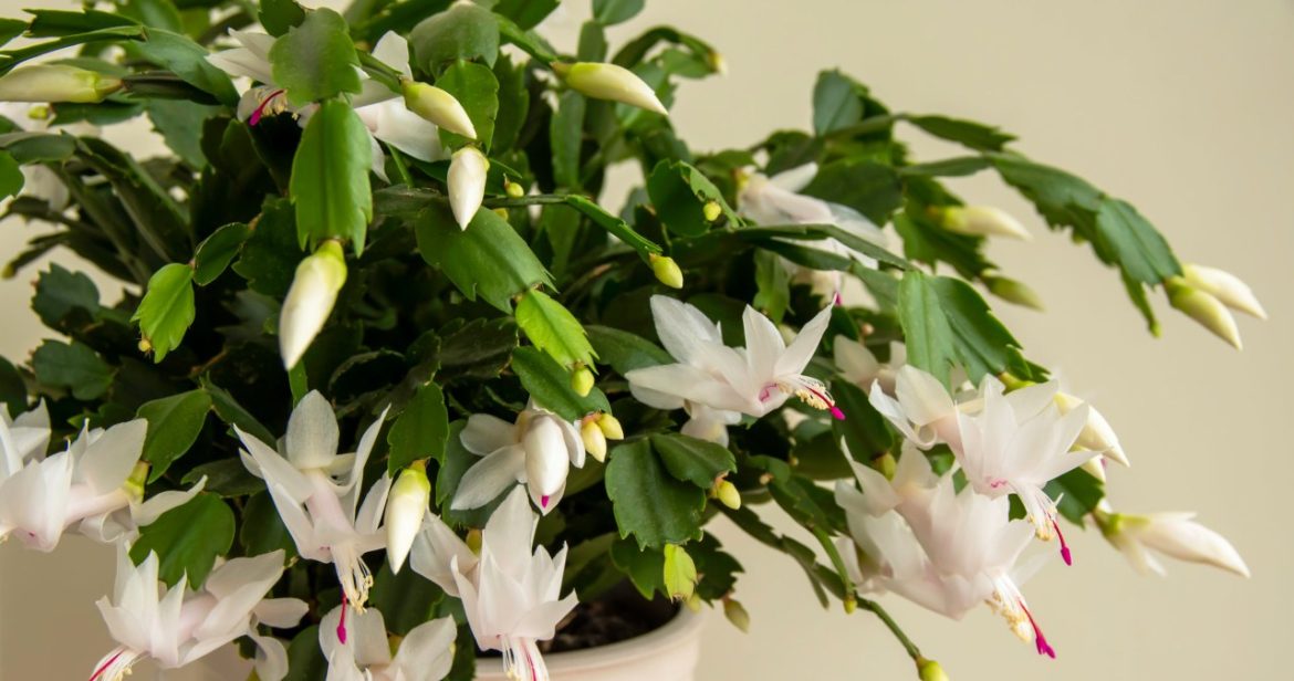 Is the December tree sprouting buds? Start watering it with this and it will bloom in time for Christmas                
