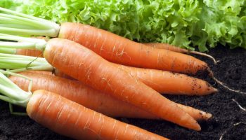 Do you store carrots this way? No wonder it deteriorates quickly