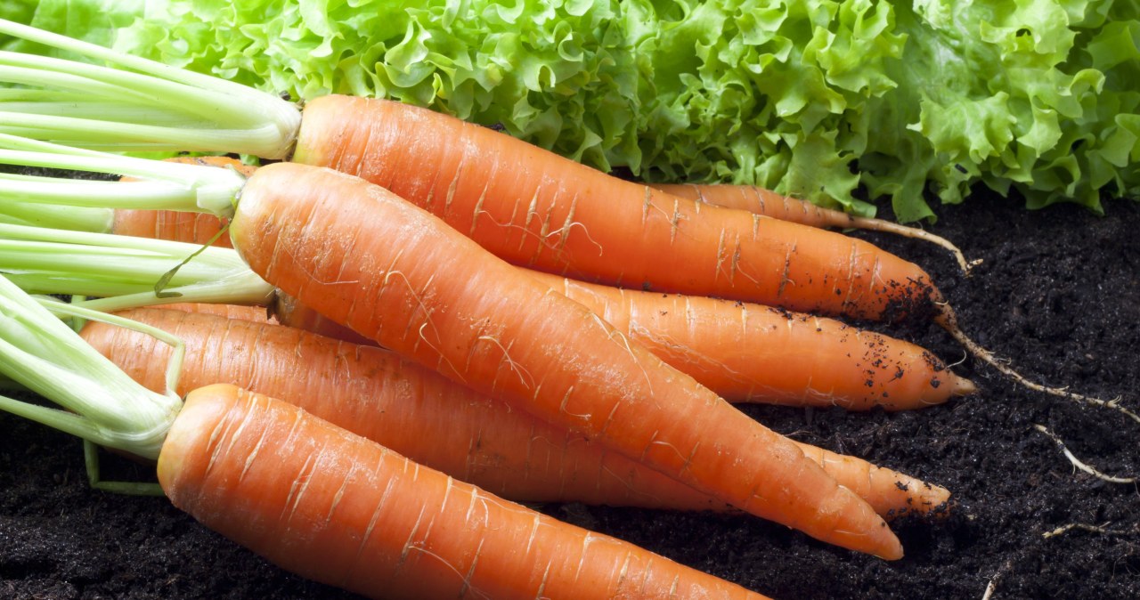 Do you store carrots this way? No wonder it deteriorates quickly