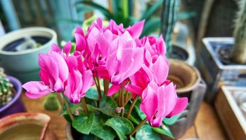 You won't find a better winter decoration. This plant will enliven the interior with colorful flowers