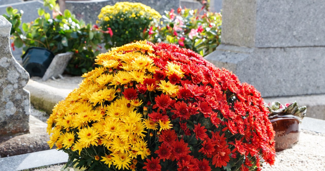 The chrysanthemums will be beautiful for a few more weeks. But take care of it