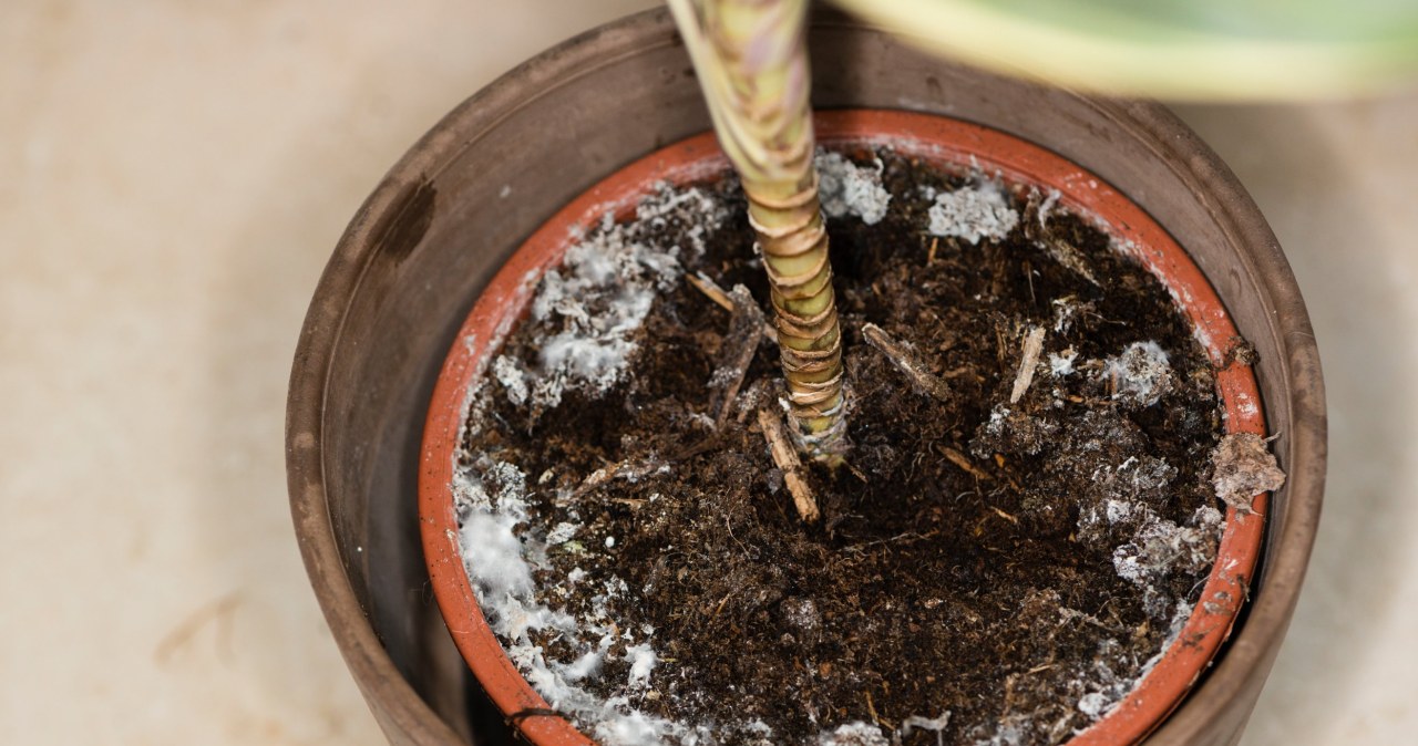 Do you see such a coating in the pot? Pour it in and you will remove it effortlessly