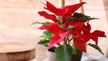 Never place the Star of Bethlehem in this place. You can't save her anymore