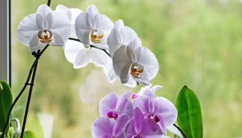 It costs PLN 2 and nourishes the orchid for a long time. Give him some support in the fall