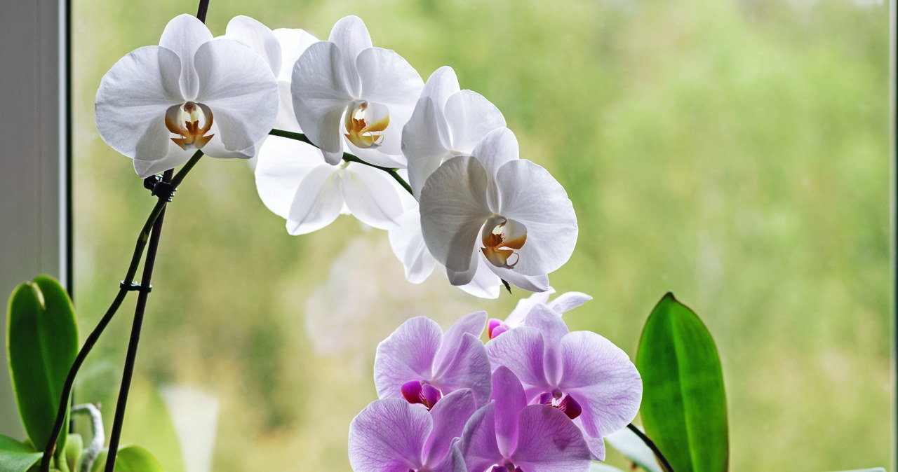It costs PLN 2 and nourishes the orchid for a long time. Give him some support in the fall