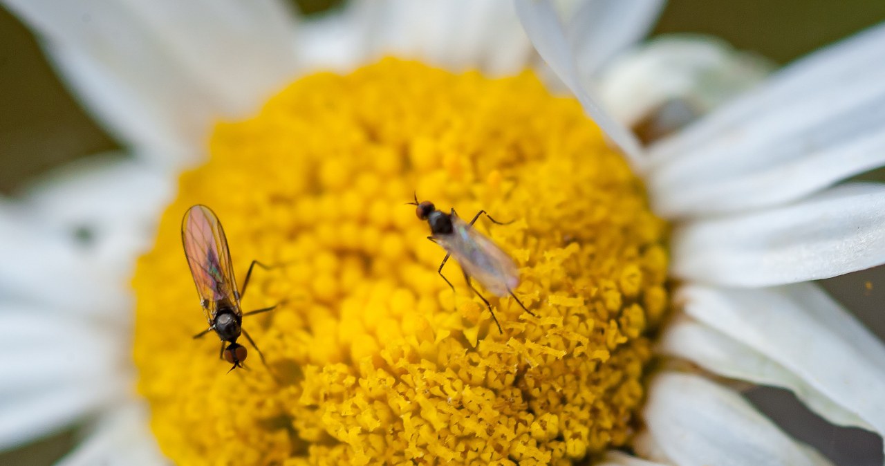 You will quickly forget about groundworms. Just pour it into the pot