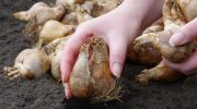 Sprinkle this on your tulip beds. The bulbs will be supercharged