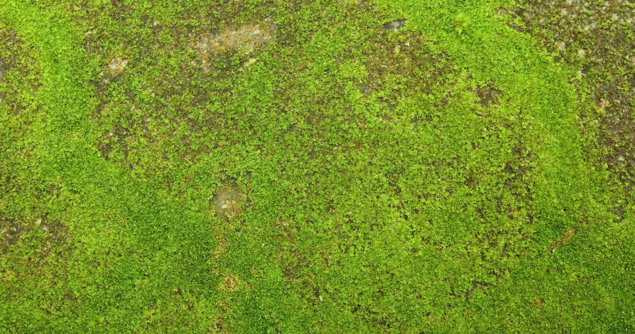 This is the best time to get rid of moss from your lawn. All you need is a product for PLN 2