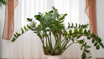 Zamiokulkas does not forgive this mistake. Check it out before it's too late