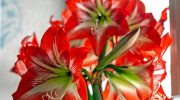 Want your amaryllis to bloom for the holidays? You need to do this today