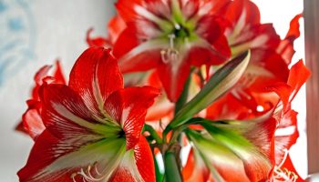 Want your amaryllis to bloom for the holidays? You need to do this today