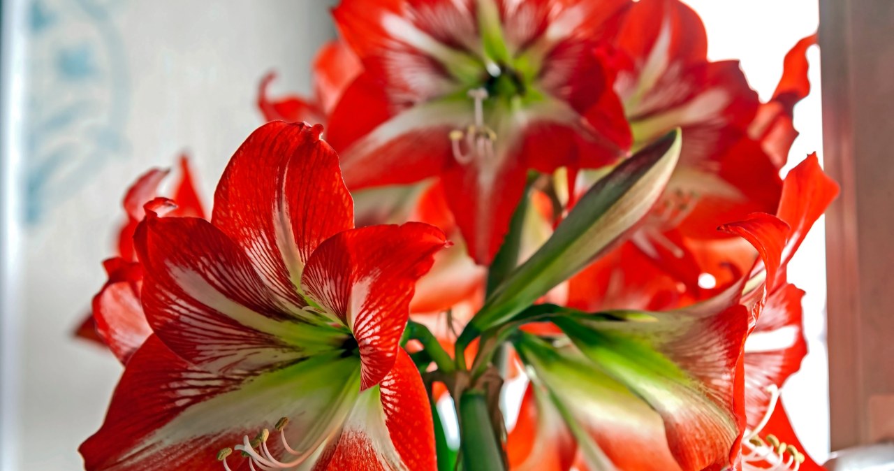 Want your amaryllis to bloom for the holidays? You need to do this today
