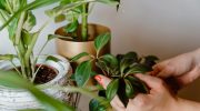 Have your plants lost energy? It only takes a few seconds to save them