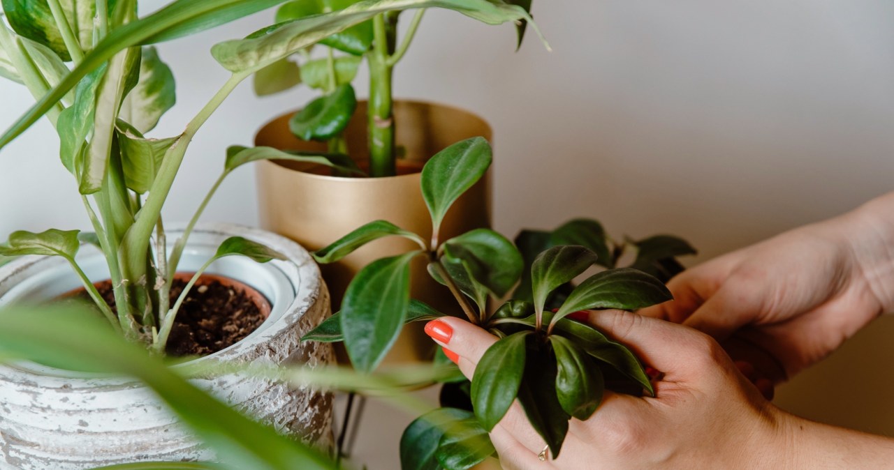 Have your plants lost energy? It only takes a few seconds to save them