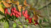 Do you want to plant a barberry in your garden? These are the best species recommended by gardeners