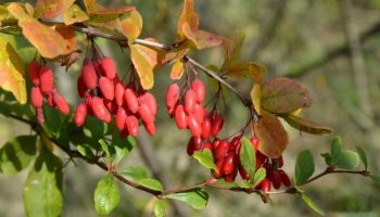 Do you want to plant a barberry in your garden? These are the best species recommended by gardeners