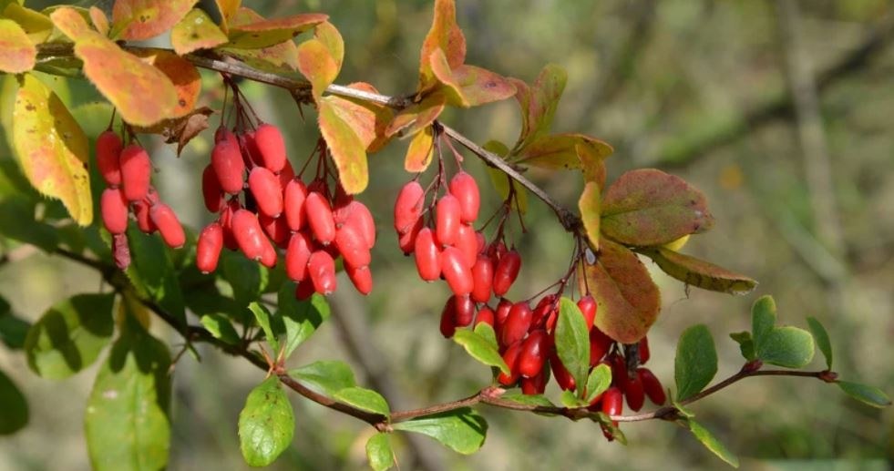 Do you want to plant a barberry in your garden? These are the best species recommended by gardeners