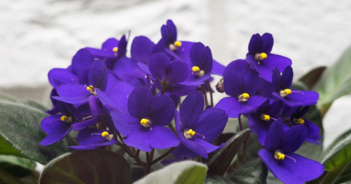 Treat your African violet to this tea. She will be showered with flowers in gratitude                
