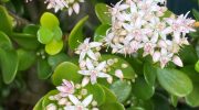Start watering your crassula with this. It will produce star-like flowers