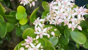 Start watering your crassula with this. It will produce star-like flowers