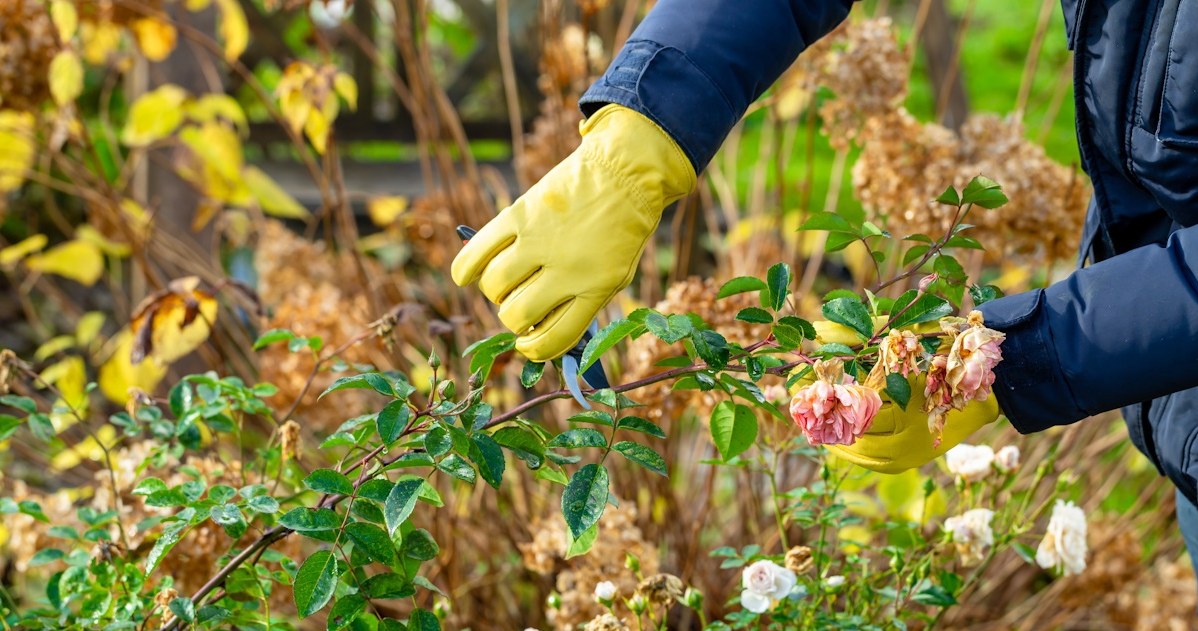 Be sure to do this with roses in November. You will miss a common problem