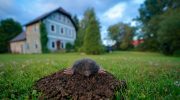 Is the mole still roaming the garden? Pour it into his mound and he will go away