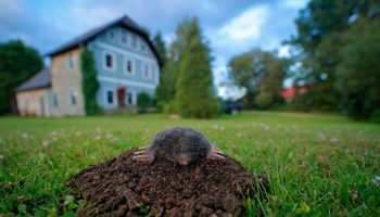 Is the mole still roaming the garden? Pour it into his mound and he will go away