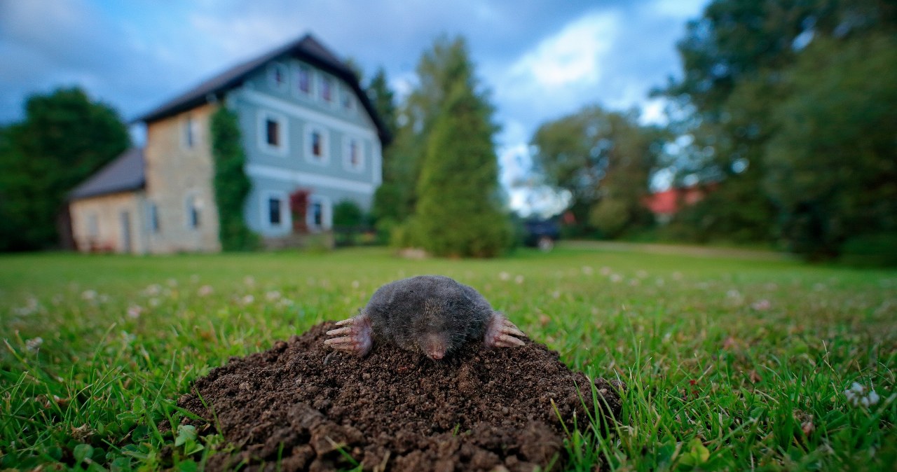 Is the mole still roaming the garden? Pour it into his mound and he will go away