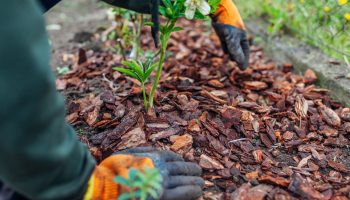 Sprinkle this on your roses in November. They will survive the winter without any problems