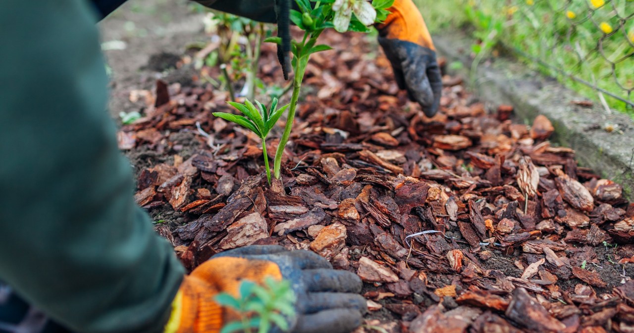 Sprinkle this on your roses in November. They will survive the winter without any problems