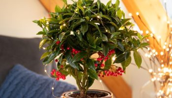 It beats the December and the Star of Bethlehem. In winter, this plant will be the most fashionable