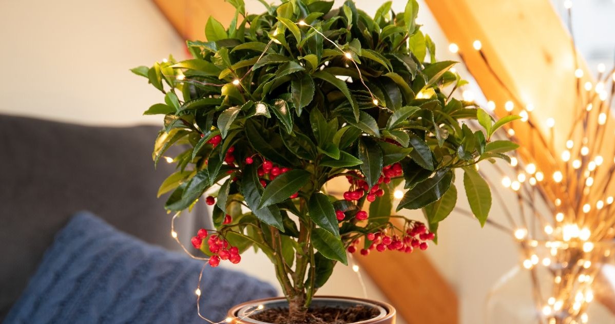 It beats the December and the Star of Bethlehem. In winter, this plant will be the most fashionable