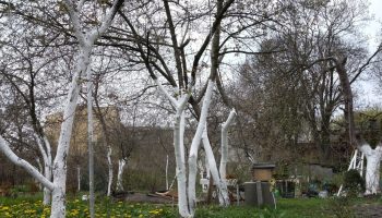 The date for this treatment in the orchard is approaching. It will protect fruit trees